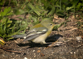 Northern Parula out for a walk.