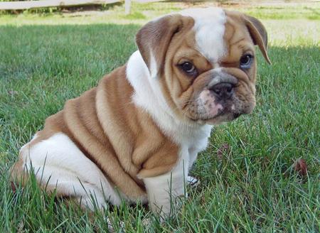 English Bulldog