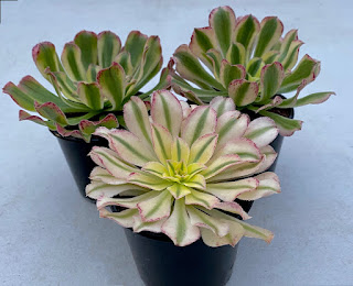 aeonium luteovariegatum