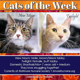 Cats of the Week: New Moon & Twilight #seniorcats #catadoption #BaltimoreHumaneSociety