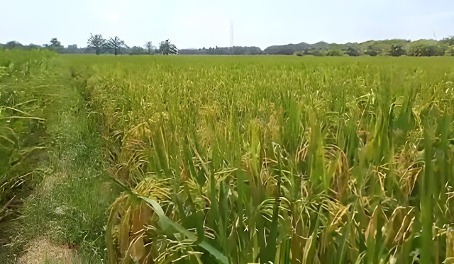 saatnya,panen,padi,impari,32 Saatnya Panen Padi Impari 32