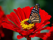 red flowers wallpapers (butterfly on red flower)