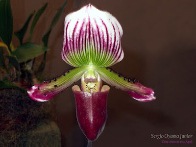 Orquídea Paphiopedilum callosum