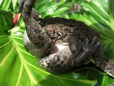 Gaya Kamasutra Ala Katak [ www.BlogApaAja.com ]