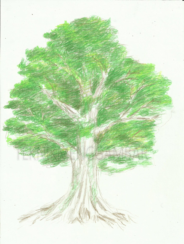 Tren 29 Cara Menggambar Pohon Kelapa Dengan Pensil
