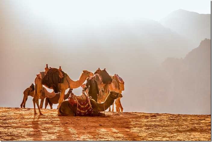 L'interprétation des rêves en Islam sur le chameau