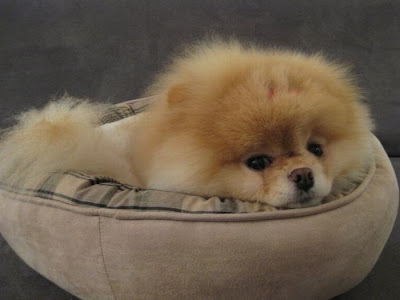 Meet Boo the Cutest Pomeranian Dog Seen On  www.coolpicturegallery.us