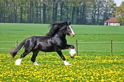 Beautiful Black Horse HD Wallpaper Free