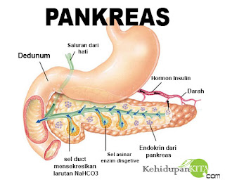 Cara menjaga kesehatan pankreas