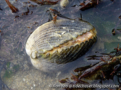 Pacific Yellow Cockle (Vasticardium flavum)