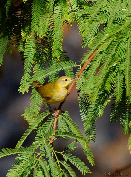 5. TNWA-kab