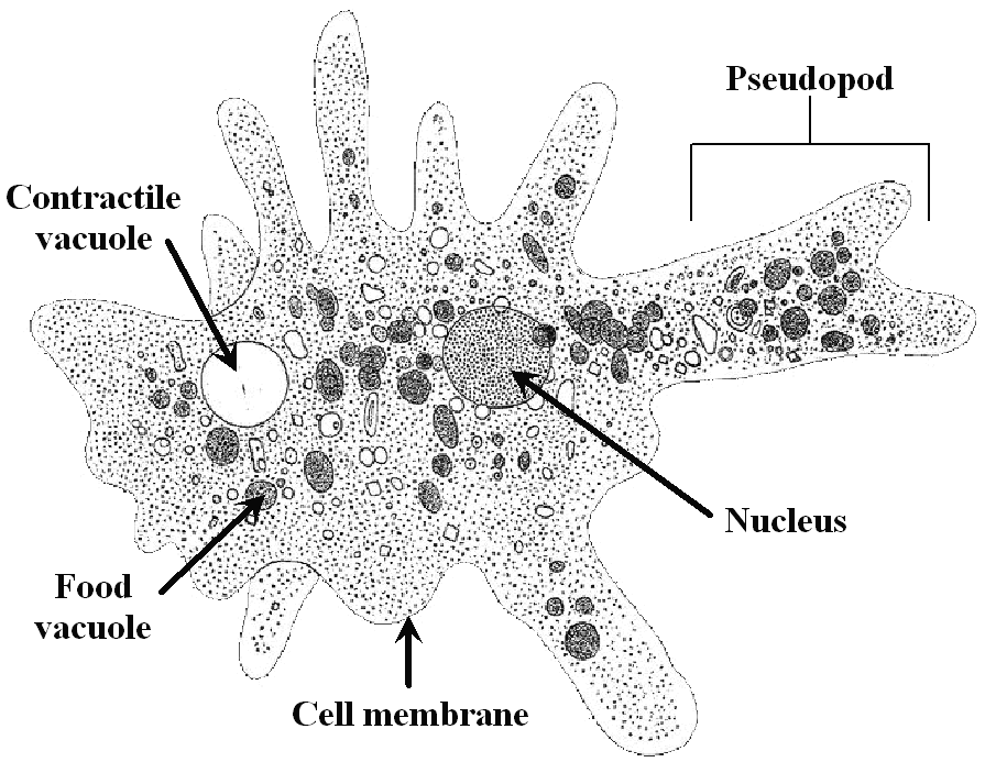 Afifahafie: protista seperti hewan