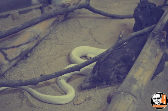 Taman Ular Perlis - Snake Farm