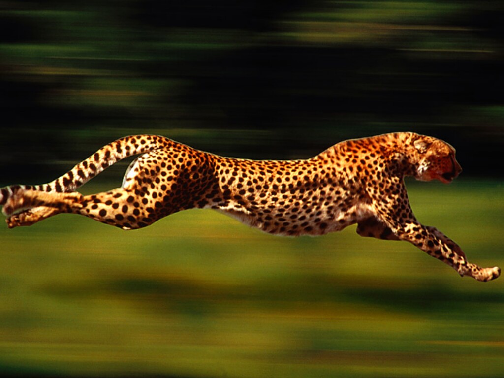 JUICE-UP!!!: Cheetah's way to Fat-Burning Bonanza