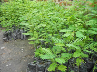 அகத்திக்கீரை - Agathi Grandiflora Leaves.