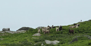 Goats on Dalkey Island near Dublin.