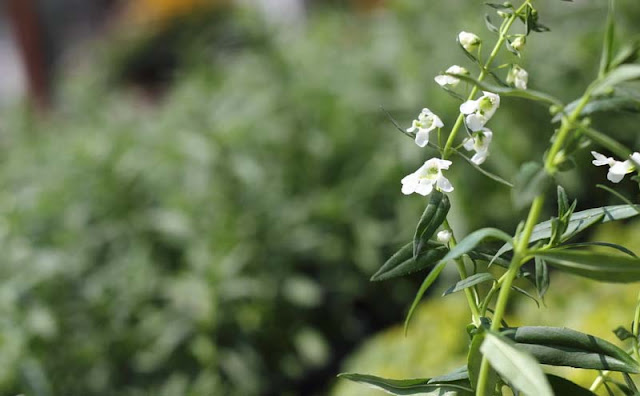 Angelonia Flowers Pictures