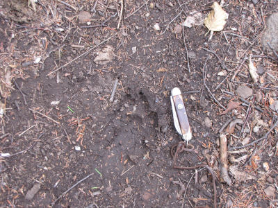 wolf track?