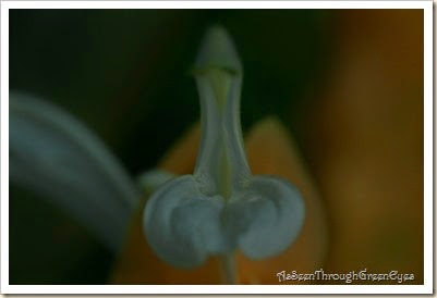 yellow shrimp plant flower