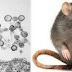 Seorang Lelaki China pula mati akibat wabak hantavirus