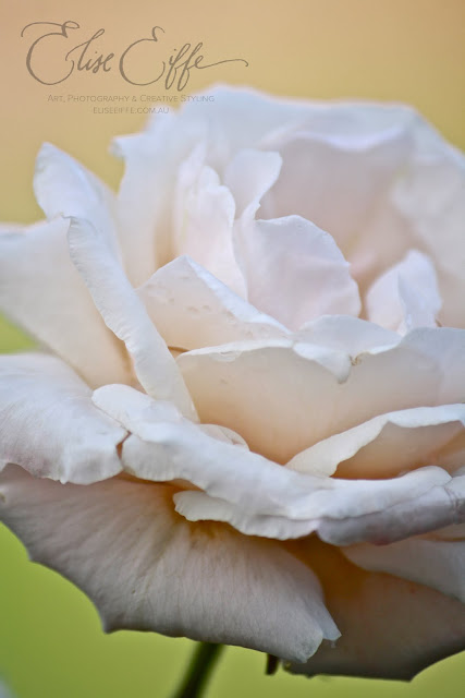 White Rose Close Up Photography Petals Beautiful