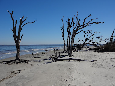 Jekyll Island Driftwood Beach 