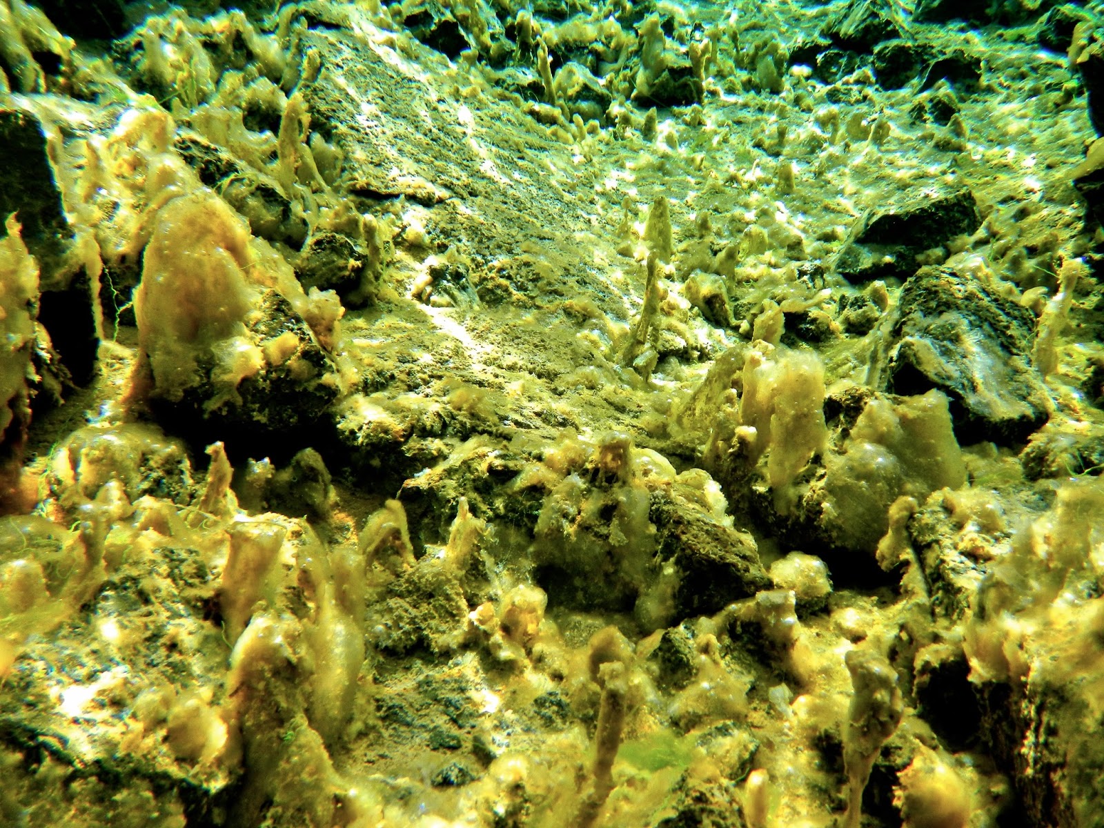 Snorkeling the Silfra Fissure at Pingvellir National Park in Iceland with Arctic Adventures