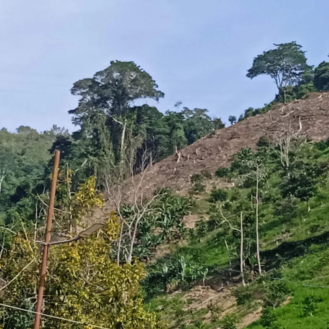 Vecinos en Zea denuncian deforestación en cerro de San Pedro