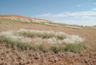 Lingkaran Misterius yang berada di Gurun Namibia