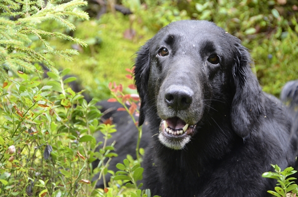 flat coated retriever