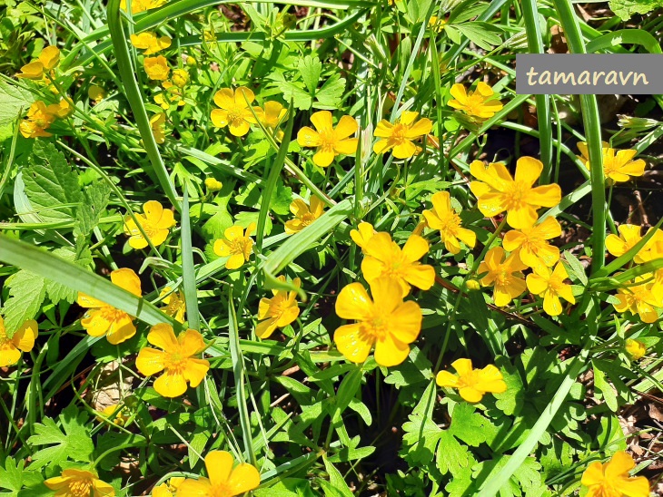 Лютик Франше (Ranunculus franchetii)