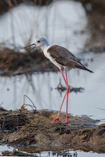 Wildlifefotografie Neretva Delta Stelzenläufer Olaf Kerber