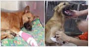 His Legs Were Chopped Off For Chewing Shoes, But This Dog’s Recovery Wheel Warm Your Heart 