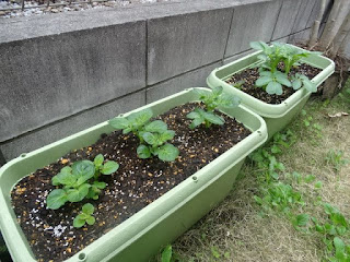 ジャガイモの栽培