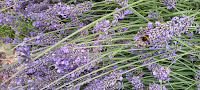 Photo by Sheila Webber Bees on lavender July 2023