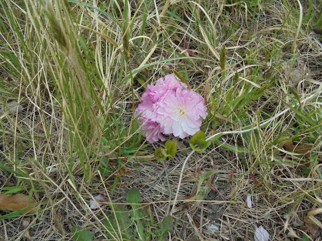 牡丹桜が風に吹かれて落ちていました