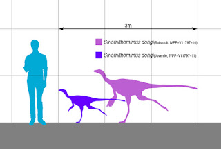 Creationist Flood models easily explain the fossilized Sinornithomimus herd. Like they often do, secularists fight the facts and make things worse.