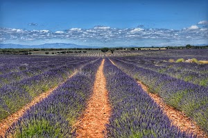 Campos de Lavanda