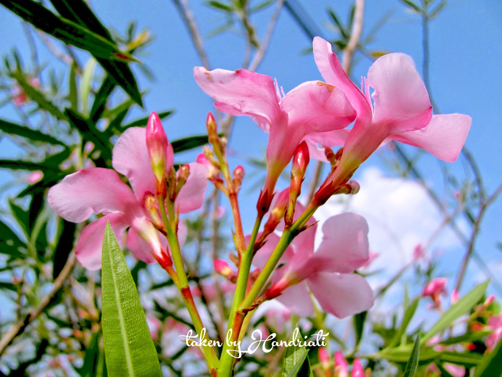 Eloknya Bunga  Sakura  Indonesia yang Tumbuh di Halaman 