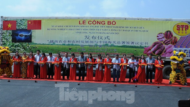 Thủ phủ khoai lang xuất khẩu chính ngạch lô hàng đầu tiên sang Trung Quốc - Ảnh 3.