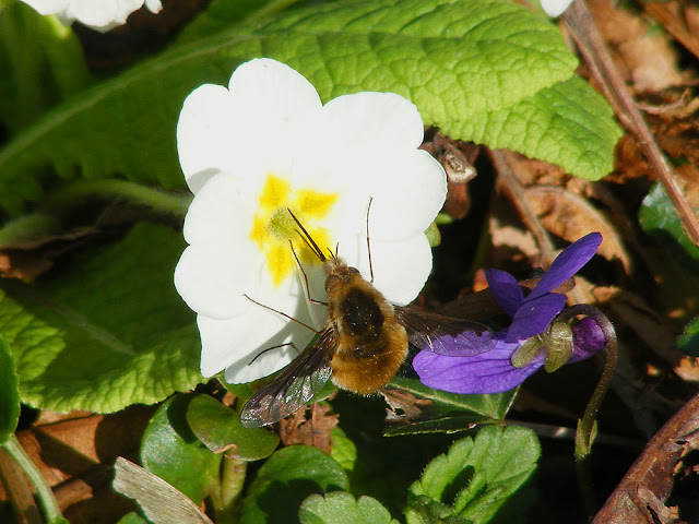 Dark-edged Bee Fly Bombylius major. Indre et Loire. France. Photo by Loire Valley Time Travel.
