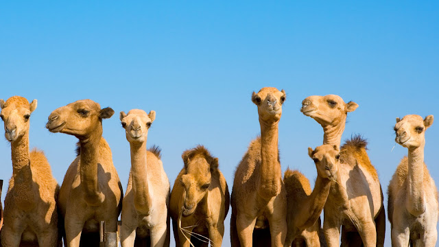 camel hd image