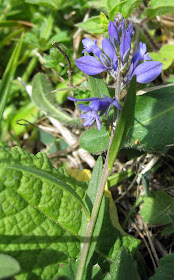 Common milkwort, Polygala vulgaris, in Orchid Bank in High Elms Country Park, 3 May 2011.