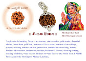 information about 6 mukhi rudraksha in english, 6 face rudraksha