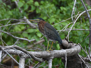 Little Green Heron on Beaver Lake in Arkansas