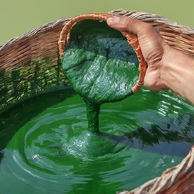 Spirulina Superfood: the Nutritional Magic and Charms