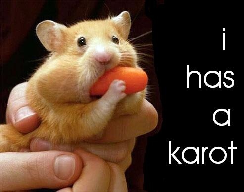 Funny Animals Funny Hamster Pictures Images