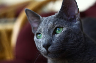 "The Russian Blue: An Elegant and Affectionate Feline"