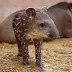 Tapírbébi született a debreceni állatkertben