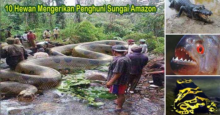 10 HEWAN  MENGERIKAN  PENGHUNI SUNGAI AMAZON MahessaBlog